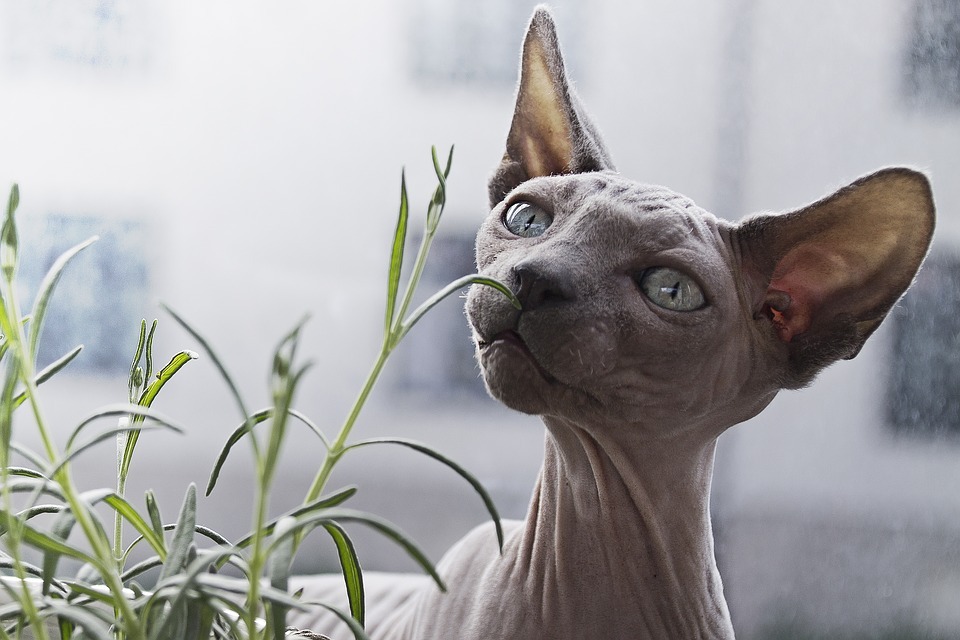 Fotos de O mundo de gatos, Imagens de O mundo de gatos sem royalties
