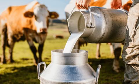 Laticínios baixam preço do leite e produtores marcam manifestação dia 28/1 em Novo São Joaquim VEJA VÍDEO